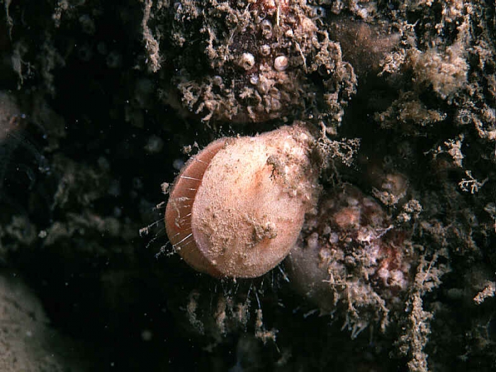 Terebratulina retusa (Linnaeus, 1758)