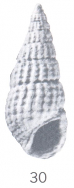 Rissoina (Rissoina) waluensis Ladd, 1966