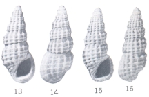 Rissoina (Phosinella) alexisi Ladd, 1966