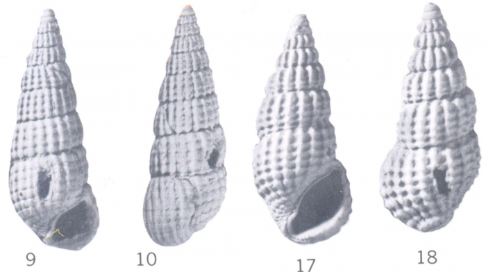 Rissoina (Phosinella) bikiniensis Ladd, 1966 Rissoina (Phosinella) bikiniensis Ladd, 1966