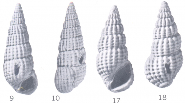 Rissoina (Phosinella) bikiniensis Ladd, 1966