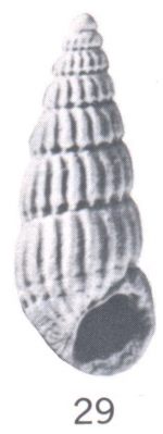 Rissoina (Rissoina) goikulensis Ladd, 1966