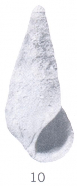 Zebina (Cibdezebina) metaltilana Ladd, 1966