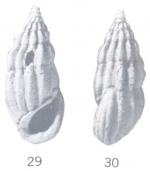 Rissoina (Schwartziella) rilebana Ladd, 1966