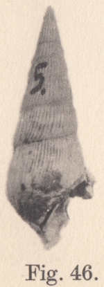 Rissoina (Crepitacella) jonkeri Koperberg, 1931