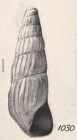 Rissoina albanyana Turton, 1932