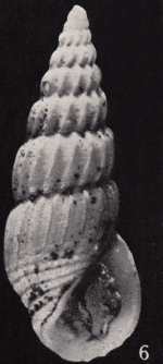 Rissoina (Schwartziella) otohimeae Kosuge, 1965