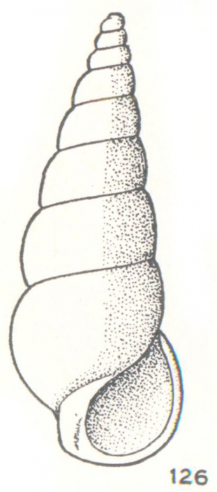 Zebina constricta Laseron, 1956