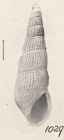 Rissoina calia elongata Turton, 1932