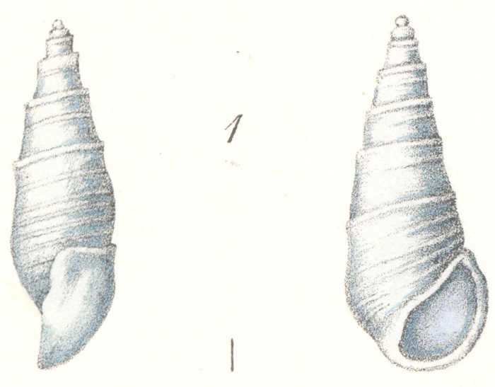 Rissoina japonica Weinkauff, 1881