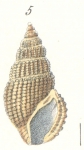 Rissoina mirabilis Weinkauff, 1881