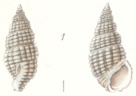 Rissoina samoensis Weinkauff, 1881