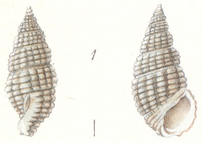 Rissoina samoensis Weinkauff, 1881 Rissoina samoensis Weinkauff, 1881