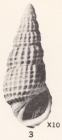 Rissoina (Phosinella) oncera Woodring, 1957