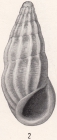 Rissoina excolpa Bartsch, 1915