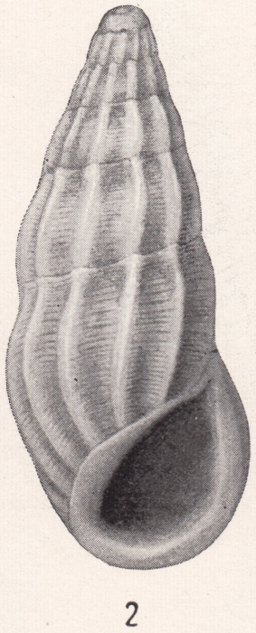 Rissoina excolpa Bartsch, 1915 Rissoina excolpa Bartsch, 1915