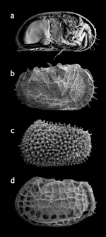 Ostracods: examples