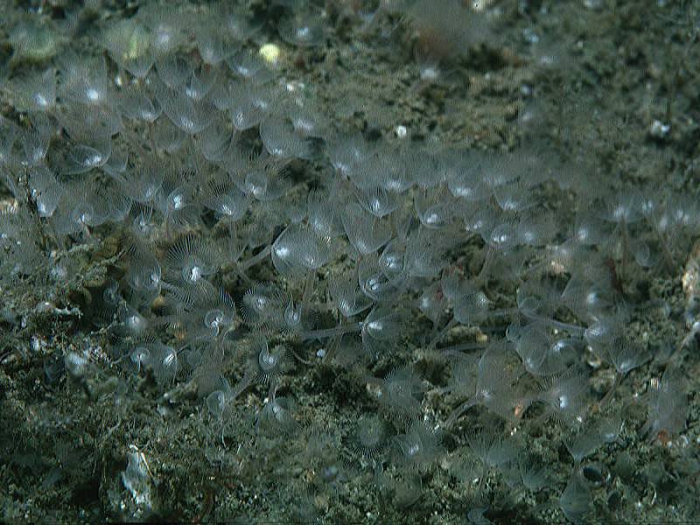 Phoronis hippocrepia Wright, 1856 Phoronis hippocrepia Wright, 1856