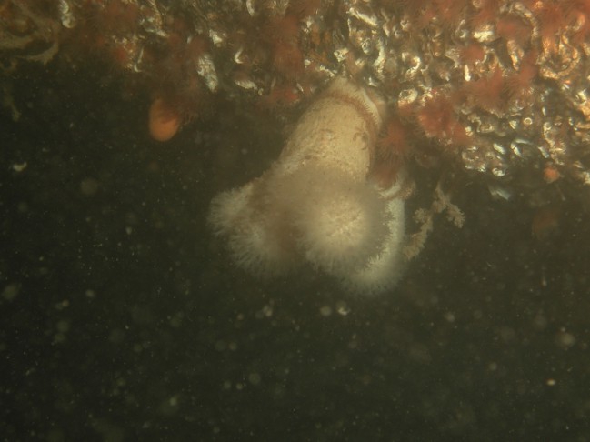 Alcyonium digitatum Linnaeus, 1758