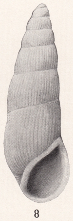 Rissoina coronadensis Bartsch, 1915