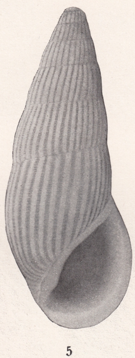 Rissoina adamsi Bartsch, 1915 EP Rissoina adamsi Bartsch, 1915 EP