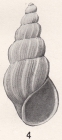Rissoina bakeri Bartsch, 1902