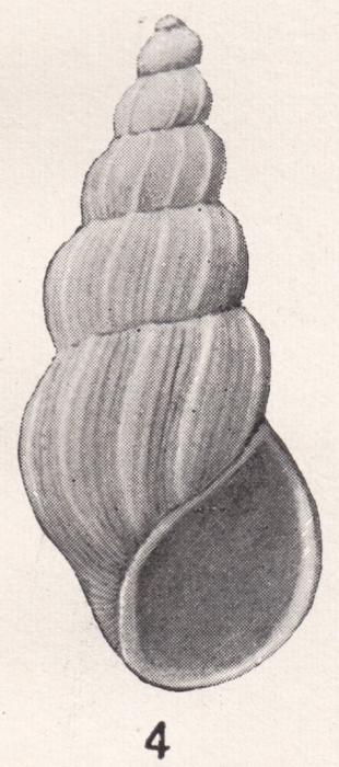 Rissoina bakeri Bartsch, 1902 Rissoina bakeri Bartsch, 1902