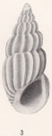 Rissoina burragei Bartsch, 1915