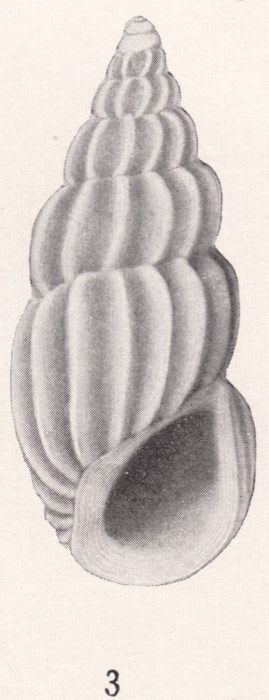 Rissoina burragei Bartsch, 1915 Rissoina burragei Bartsch, 1915