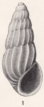 Rissoina californica Bartsch, 1915