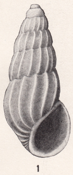 Rissoina californica Bartsch, 1915 Rissoina californica Bartsch, 1915