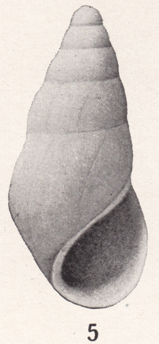 Rissoina cerrosensis Bartsch, 1915