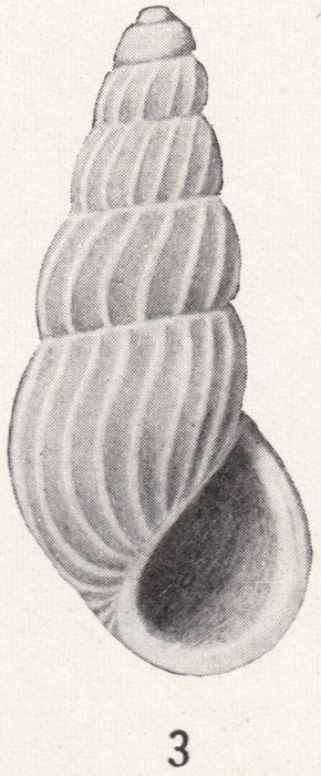 Rissoina cleo Bartsch, 1915