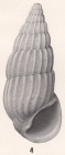 Rissoina dina Bartsch, 1915