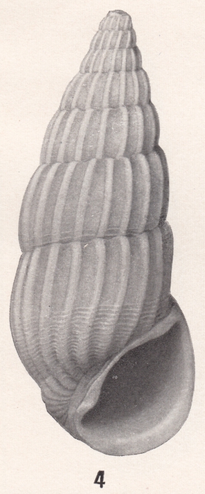 Rissoina dina Bartsch, 1915 Rissoina dina Bartsch, 1915