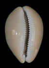 Lyncina_aliceae (34.61mm)