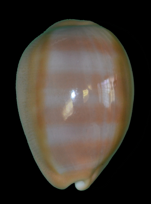 Lyncina_aliceae (34.61mm)