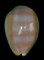 Mollusca (molluscs)