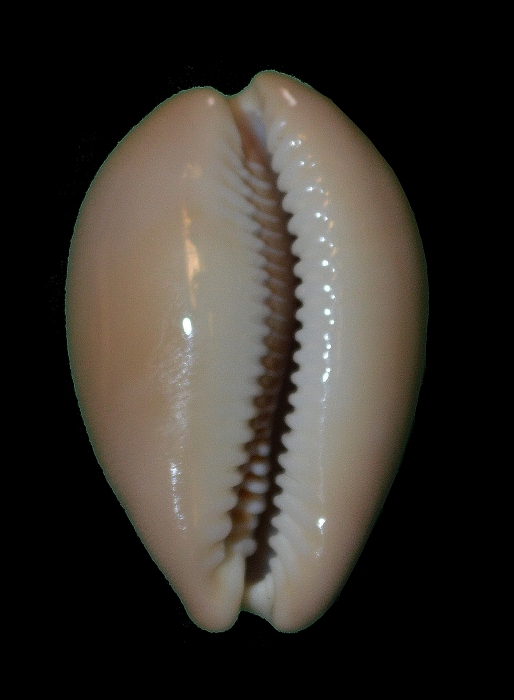 Lyncina_aliceae (32.12mm)