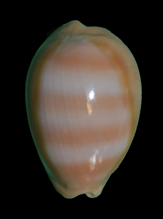 Lyncina_aliceae (32.12mm)
