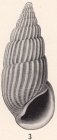 Rissoina favilla Bartsch, 1915