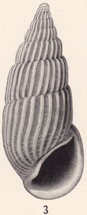 Rissoina favilla Bartsch, 1915 Rissoina favilla Bartsch, 1915