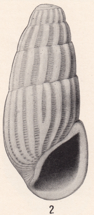 Rissoina helena Bartsch, 1915 Rissoina helena Bartsch, 1915