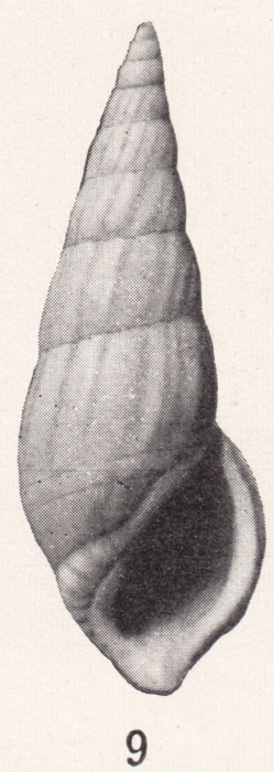 Rissoina histia Bartsch, 1915 Rissoina histia Bartsch, 1915