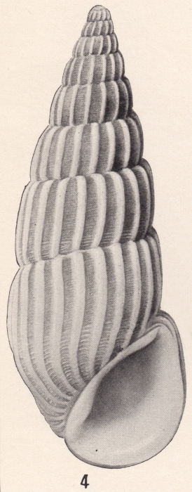 Rissoina io Bartsch, 1915 Rissoina io Bartsch, 1915