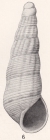 Rissoina lapazana Bartsch, 1915