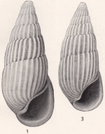 Caenogastropoda