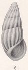 Rissoina mexicana Bartsch, 1915