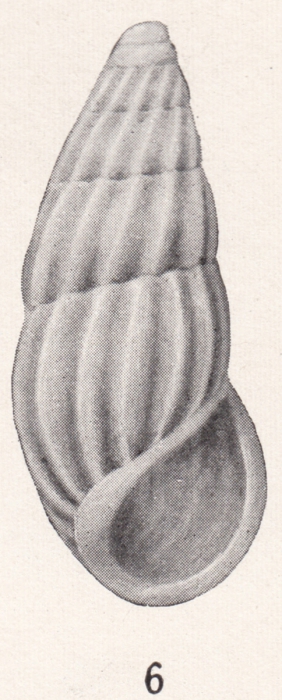 Rissoina mexicana Bartsch, 1915 Rissoina mexicana Bartsch, 1915
