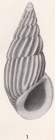 Rissoina nereina Bartsch, 1915